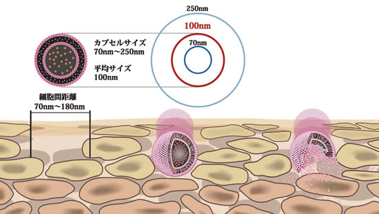 ナノ化した成分を狙った部分に届ける「リポソームカプセル」を採用