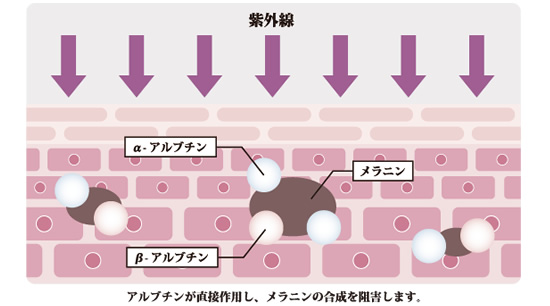 ビタミンC誘導体で美しい肌をサポート「スキンシークレット　ホワイトニングブースト」